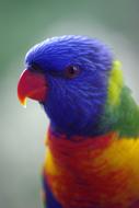 Lorikeet, colorful Parrot, Bird head close up