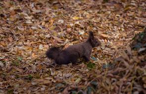 dark brown squirrel runs through autumn foliage