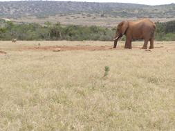 lone elephant on safari