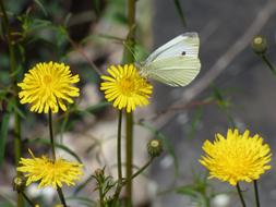white butterfly on dandelions in the garden