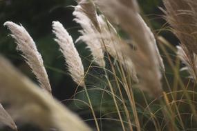 white dry grass seed heads