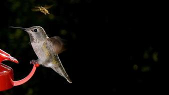 ravishing Hummingbird