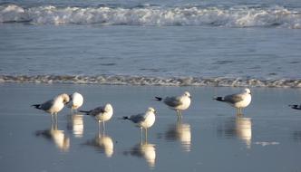 seagulls reflect on the wet sand of the surf