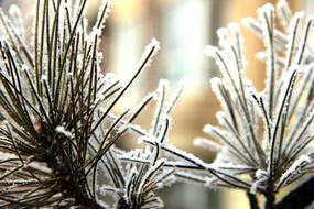 Frost Ice Hanging Cream