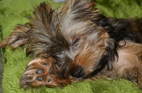 Beautiful and cute, brown and white puppy sleeping on the green grass