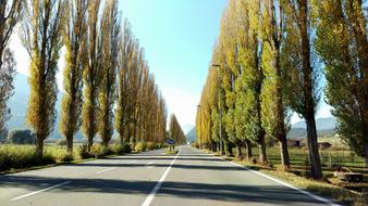 Avenue Road Trees