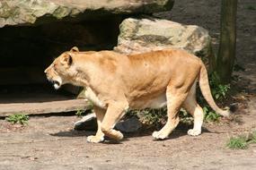 Lion Zoo Münster Big