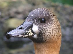 head of brown mallard close-up