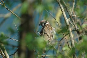 impressively beautiful Sparrow Sperling Bird