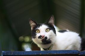 white Cat with black spots staring