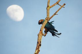 Parrot Bird and white moon