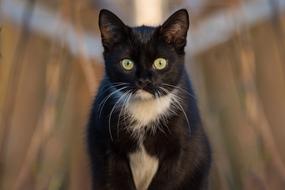 goodly Cat Black Portrait