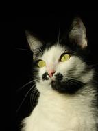 black and white cat with green eyes on a black background