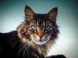 charming Maine Coon Cat