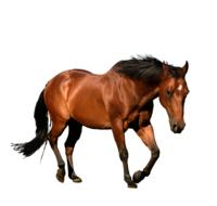brown horse on a walk