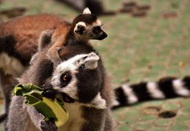 charming Monkey Lemur