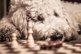 impressively beautiful Goldendoodle Dog