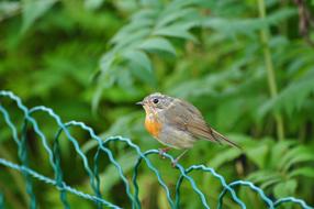 robin sits on a green wicker fence