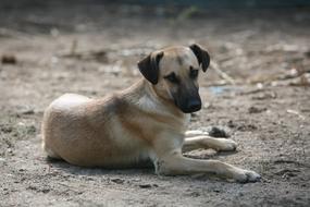 perfect Dog Portuguese