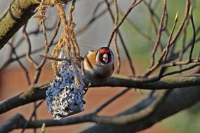 European goldfinch, Bird at feeder