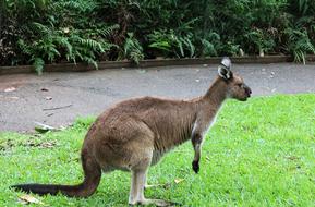 fabulous Kangaroo Grass