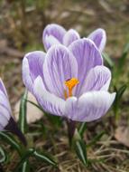 amazing Crocus Spring