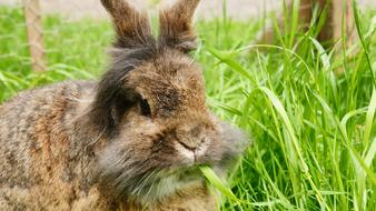 goodly Rabbit Grass Spring