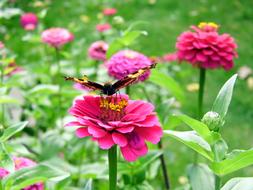 Butterfly Summer Close Up