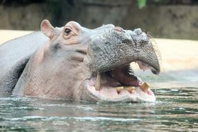 Hippo Zoo Hippopotamus Close