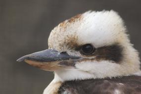 Bird Lachender Hans