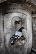 pigeon on a stone fountain