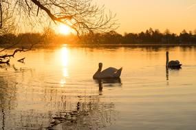 amazingly beautiful Swan Water bird