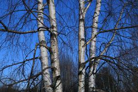 Birch Tree