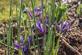 unusual plants in the ground