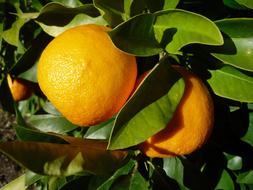 Orange Fruit