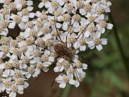 Spider Opiliones