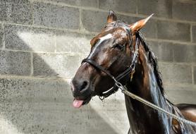 Horse Wet Water