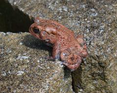American Toad Red Phase