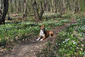 Dog Spring Forest