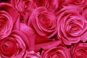 Roses Flowers Red