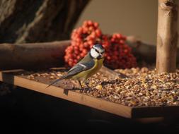 perfect Bird Tit eats