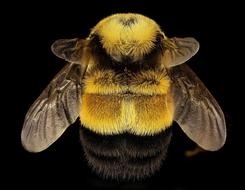 Rusty Patched Bumble bee