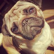 pug under the sun
