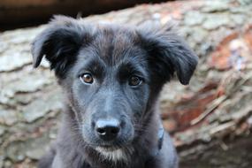 ravishing Hybrid Mixed Breed Dog