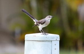 Polyphonic Mockingbird at top of metal construction
