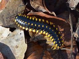 Black and yellow spotted millipede on dry autumn foliage