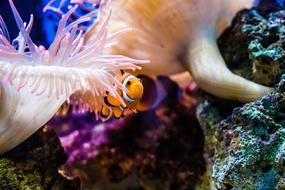 little fish in coral