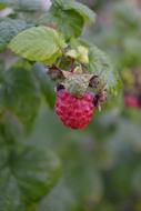 Raspberry Ripe Immature Close