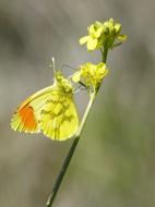 Yellow Butterfly Aurora