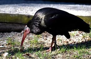 Northern Bald Ibis feeding on ground
